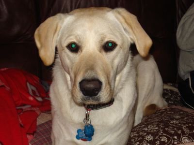Dog profile photo