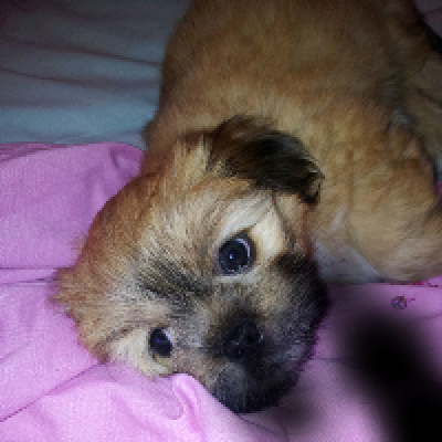 Dog profile photo