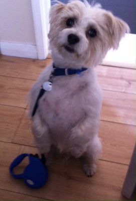 Dog profile photo