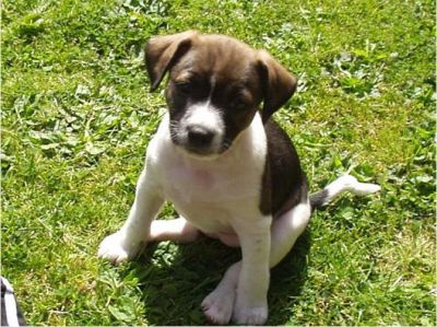 Dog profile photo