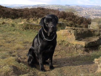 Dog profile photo