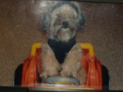 Dog profile photo