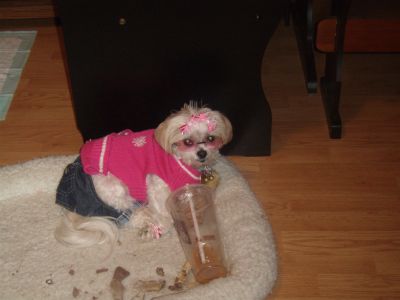 Dog profile photo