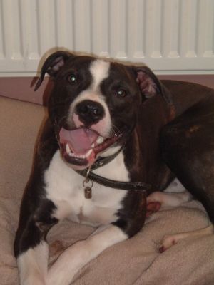 Dog profile photo