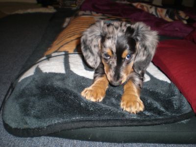 Dog profile photo