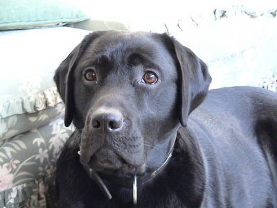 Dog profile photo