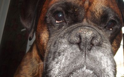 Dog profile photo