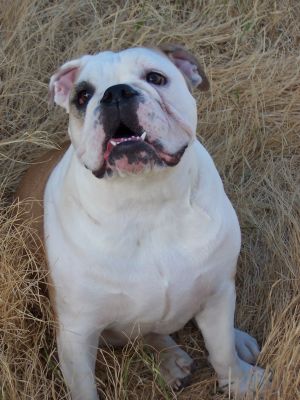 Dog profile photo