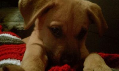 Dog profile photo