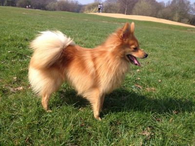 Dog profile photo