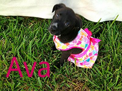 Dog profile photo