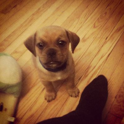 Dog profile photo
