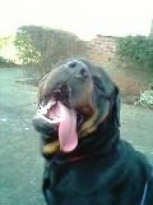 Dog profile photo