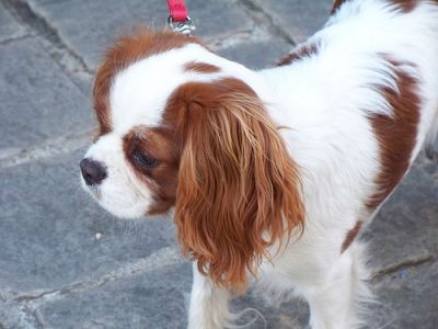 Dog profile photo