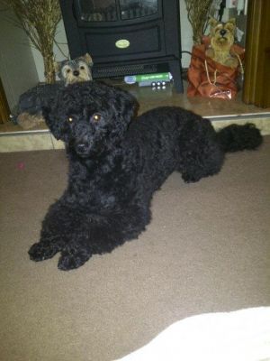 Dog profile photo
