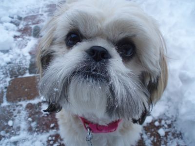Dog profile photo