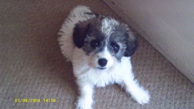 Dog profile photo