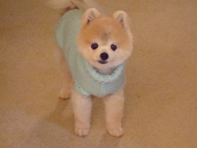Dog profile photo
