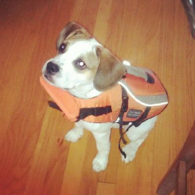 Dog profile photo