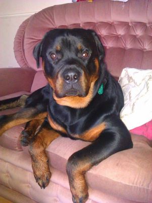 Dog profile photo