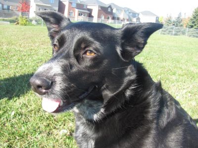 Dog profile photo