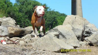 Dog profile photo
