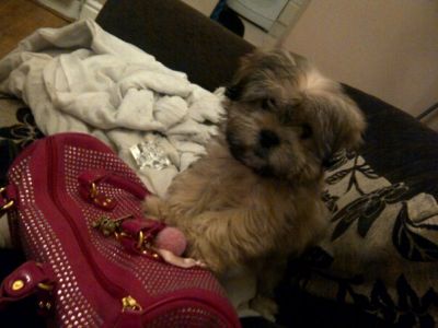 Dog profile photo