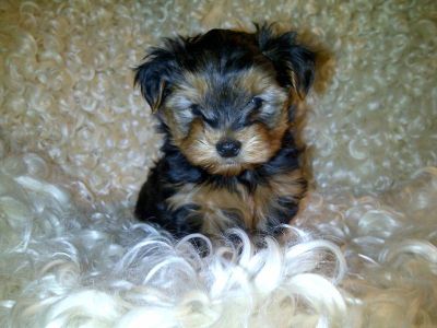 Dog profile photo