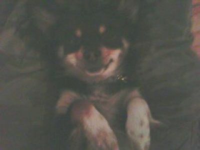 Dog profile photo