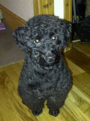 Dog profile photo