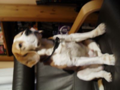 Dog profile photo