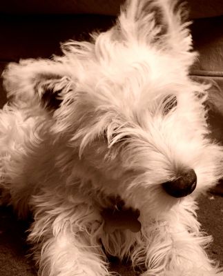 Dog profile photo