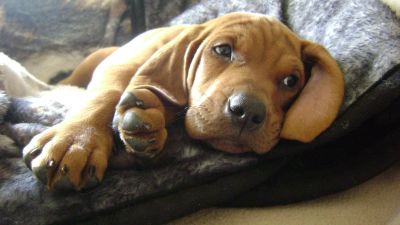 Dog profile photo