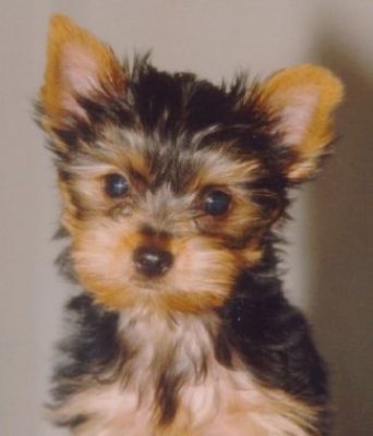Dog profile photo