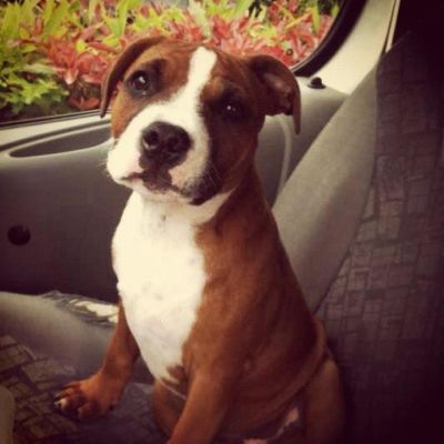 Dog profile photo