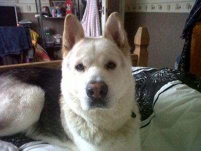 Dog profile photo