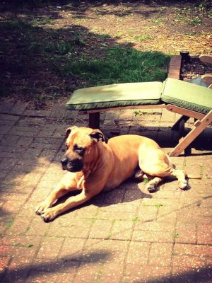 Dog profile photo