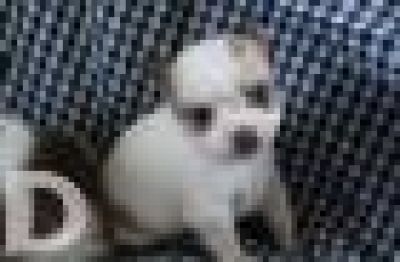 Dog profile photo