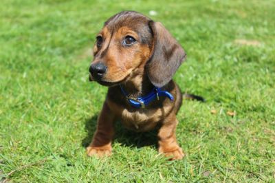 Dog profile photo