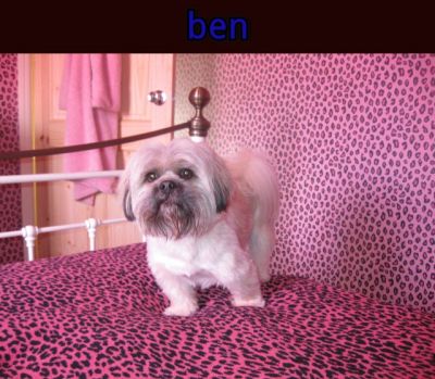Dog profile photo