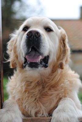 Dog profile photo
