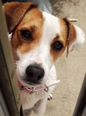 Dog profile photo