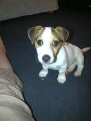 Dog profile photo