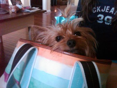 Dog profile photo
