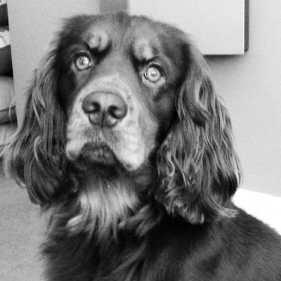 Dog profile photo