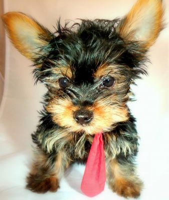 Dog profile photo
