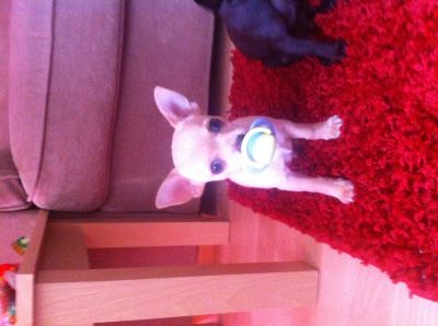 Dog profile photo
