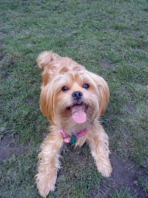 Dog profile photo