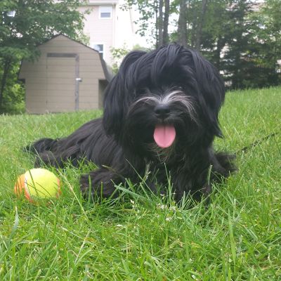 Dog profile photo