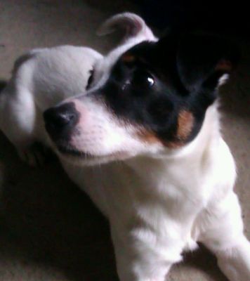 Dog profile photo